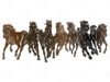 Horses Illustration